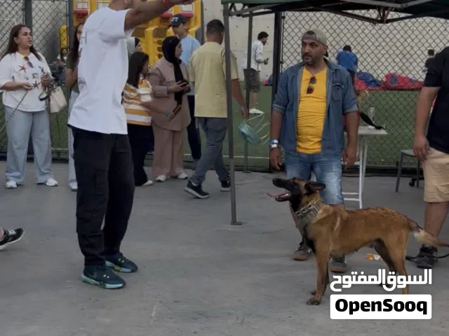 كلب مالينو بلجم