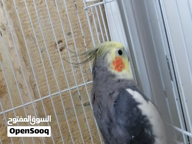 حبة روز و جوز كوكتيل حط اول بيضة، ثاني بطن الهم جوز منتج وحبة كبيرة التفاصيل بالوصف