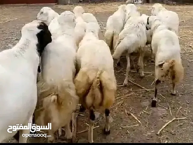 كباش من المعدوم بضاعه من الاخير اوزانهن 43كيلو حي