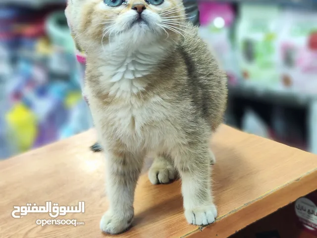 ذكر سكوتش ستريت ny24 العمر شهرين قمة بالاناقة والجمال ، قط هادئ جدا و لطيف ومتفاعل