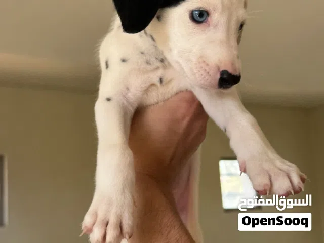 Pure Dalmatian puppies for sale جراوي دالميشن بيور للبيع