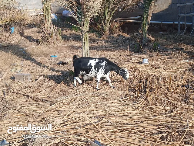 السلام عليكم عندي صخول افغاني للبيع