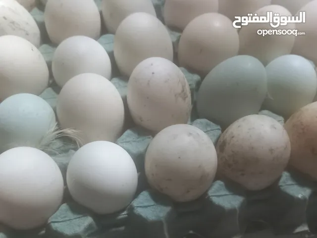السلام علبكم يتوفر لدينه بيض بشوش مصري وعادي مشبوش