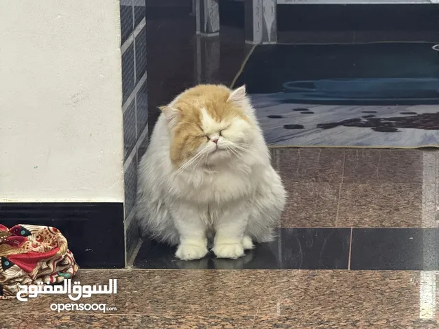 بزون لبيع عمر 8 اشهر لتبني
