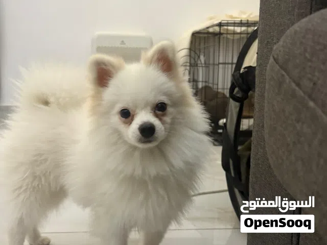 كلب بوميريان