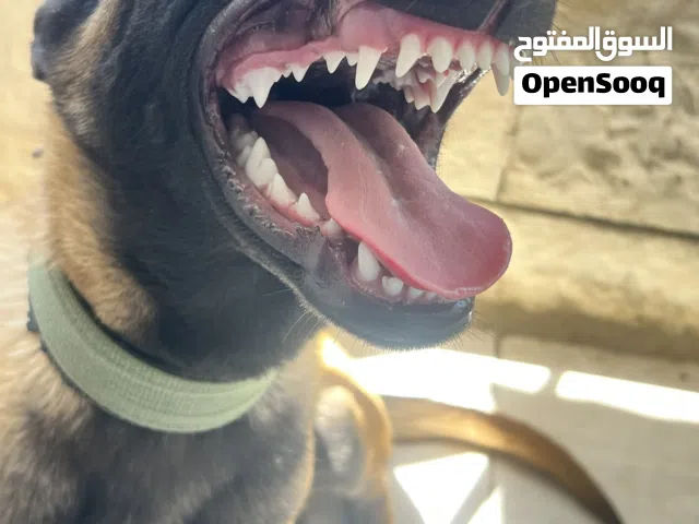 ذكر مالينو 4 شهور للبيع او للبدل على روت وايلر مستوى عالي