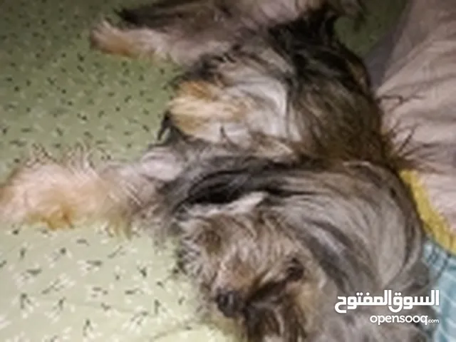 نثيا العمر 8شهور معاها كل شي تقريبن من بيت ومستلزماته وقفص وكرفايتها وقفص حمام وسشوارها ومسوطها كامل