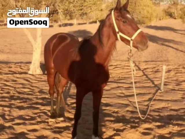 حصان للبيع السلاله انجليزي انتاج محلي