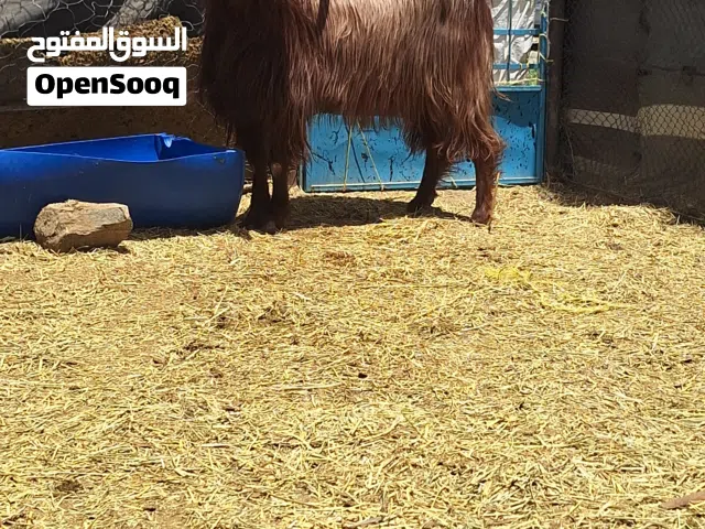 للبيع تيس فحل احمر كامل راهي ماشاءالله تبارك الرحمان للتواصل على الواتس اب او اتصال