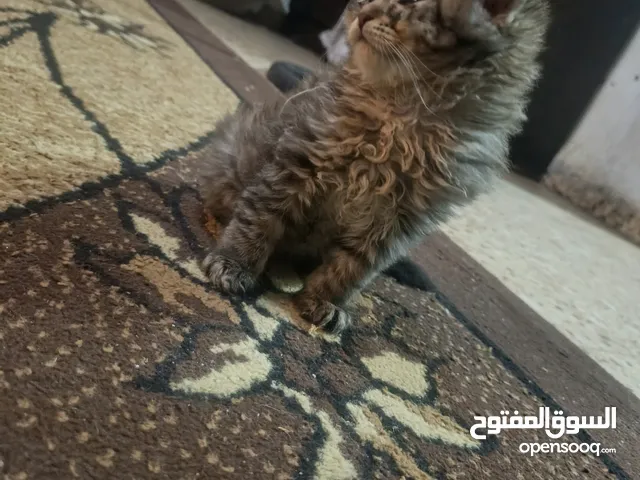 دكر ونثى مع ثلات ولادهم للبيع او للبدل