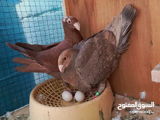 سلام عليكم متاح زوج هومر فول مواصفات بيوتي