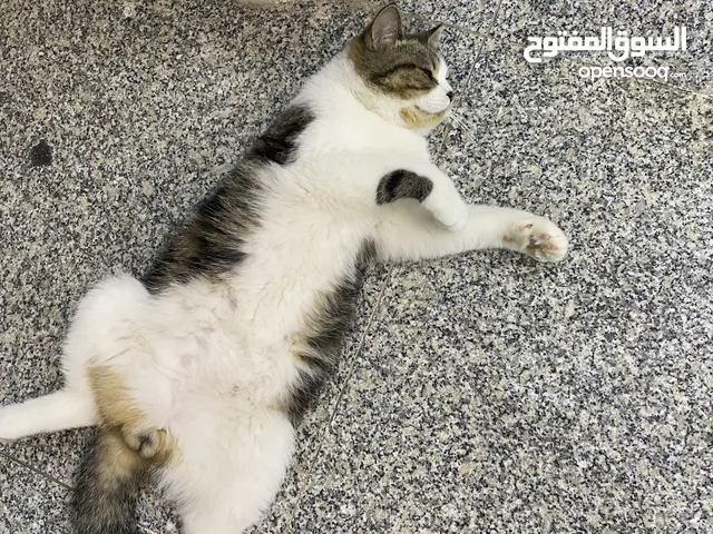 قط ذكر سكوتش و برتش