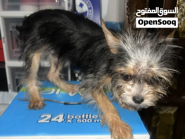 mix breed 7mos old