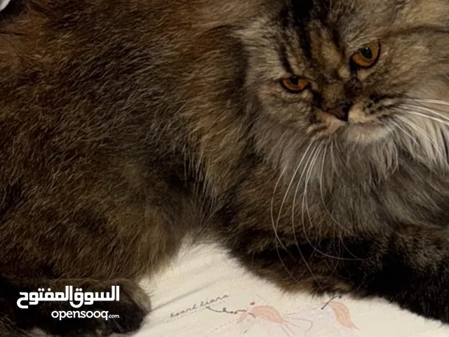 قط شيرازي للبيع