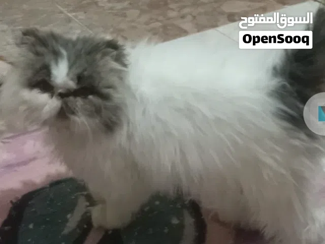 قط منتج سنه ونص برشن اكزوتك لونج هير كاريير أهالي مسجلين