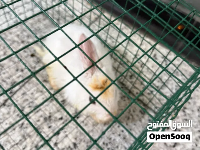 للبيع ارنب مع القفص