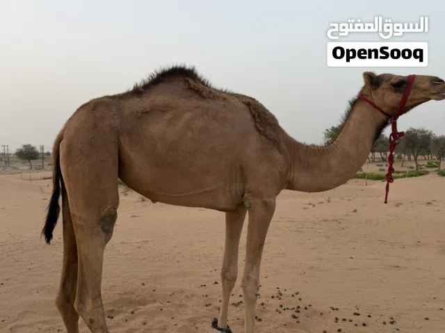 للبيع بكره تصفر لجيه