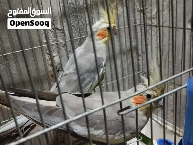 كوبيه كوكتيل منتجه بسعر حررق
