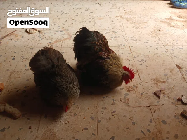 دجاجه وفروج استرالي مشاء الله