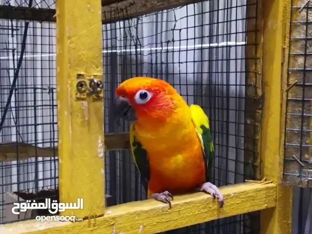 سن كيور اليف