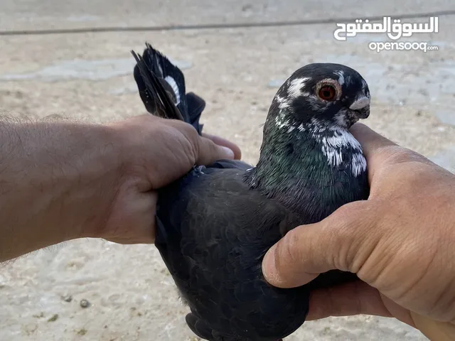 كوم حمام للبيع
