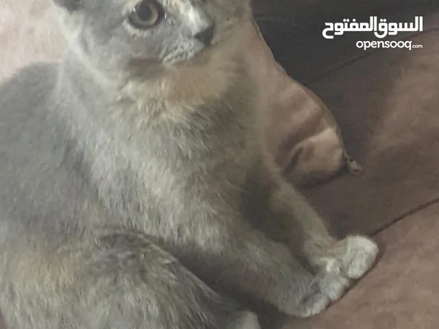 قطط.......