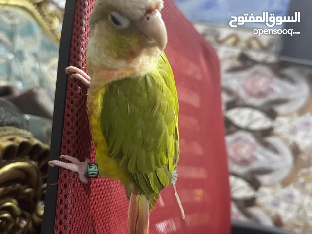 كنيور اناناس أليف للبيع عمر 4 اشهر