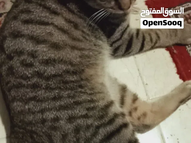 Male cat for adoption