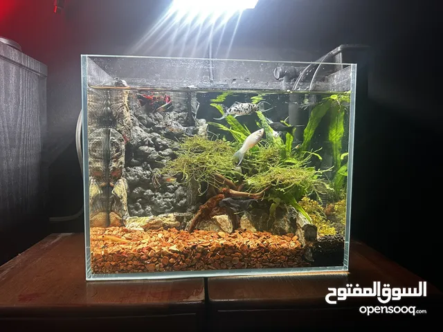 حوض سمك زينه مزروع نبات مع كامل اغراضه اقرأ الوصف