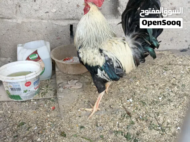 ديج شوكي دندرواي
