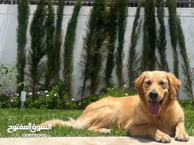 كلب جولدن للبيع