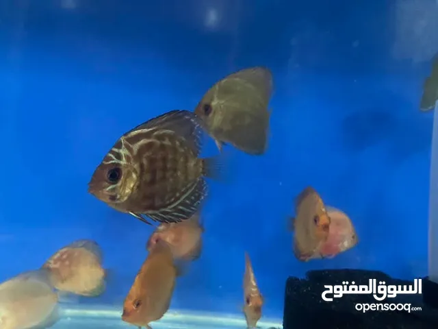 سمك ديسكس جميع الوان
