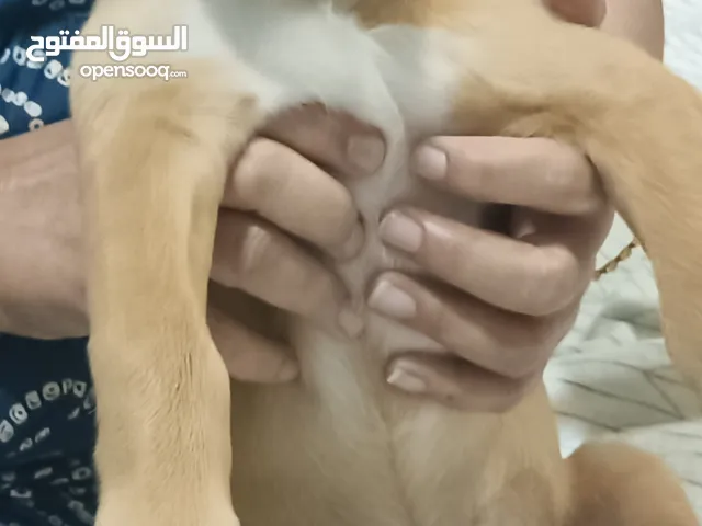 Goldador puppy (Golden retriever mother + Labrador retriever father) Age: 6 weeks
