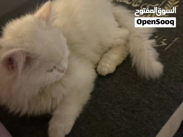 قط بيت نوع شيرازي لون العيون نادر تك بني والتك الآخر ازرك