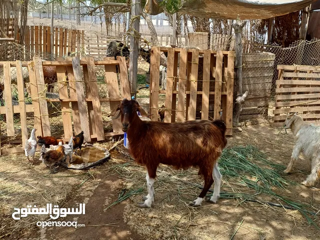 للبيع شاه(2)الحجم الكبير الوصف مهم السعر قايل بشي بسيط
