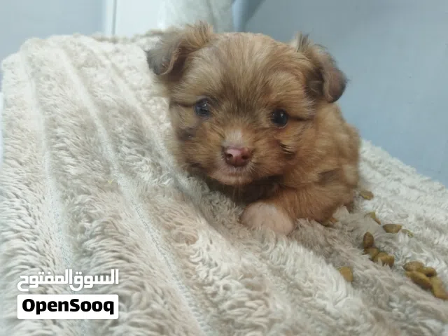 جرو شيتزو انثى عمر شهر و عشرون يوم