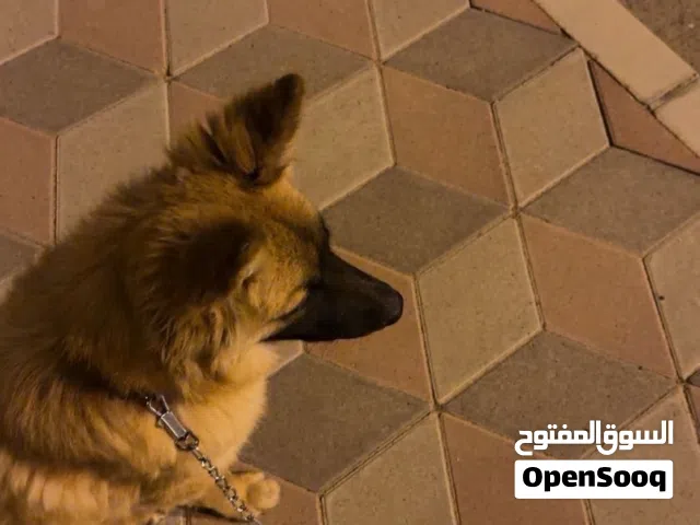 للبيع جيرمن ذهبي بيور