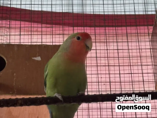 البيع روز جمله