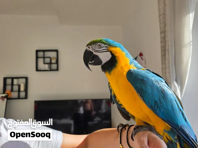 Blue and Gold Macaw, Ara Araruna