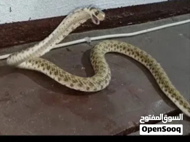 ثعبان الكوبراالكاذبة