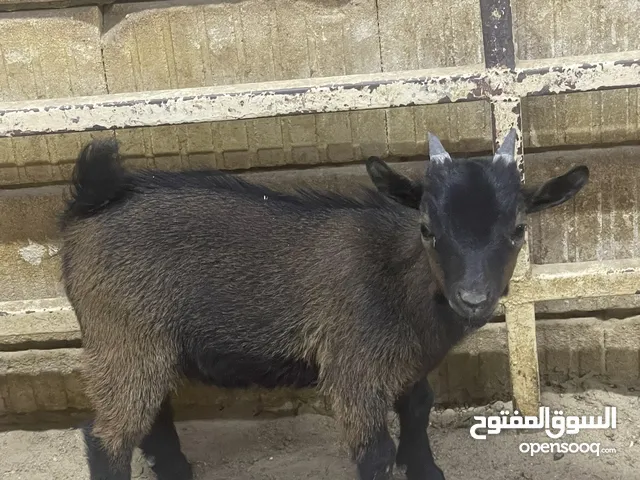 تيس تشيكي قزم شرط السلم