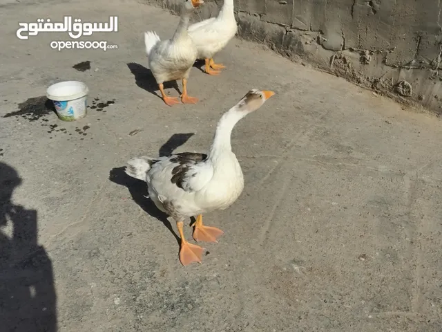 3 بطات عمر 4 تشهر