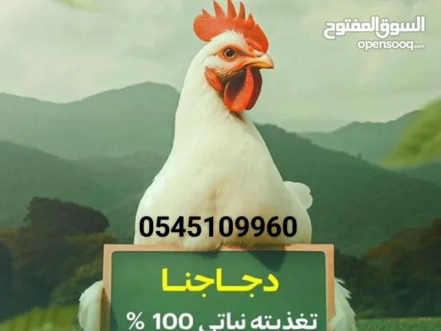 دجاج طازج انتاج مزارع العين تغذية طبيعيّة 100٪ ذبح يومي