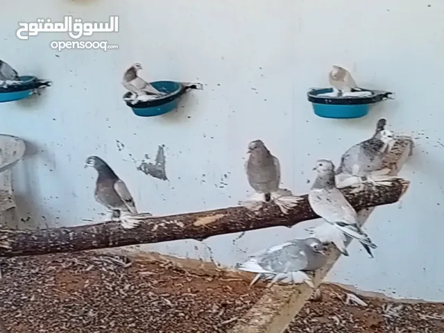 حمام مبروز مشوش