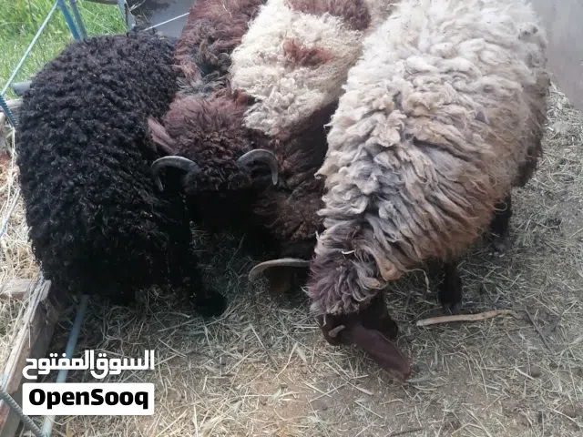 خرفان وعبوره  اضحيه للبيع