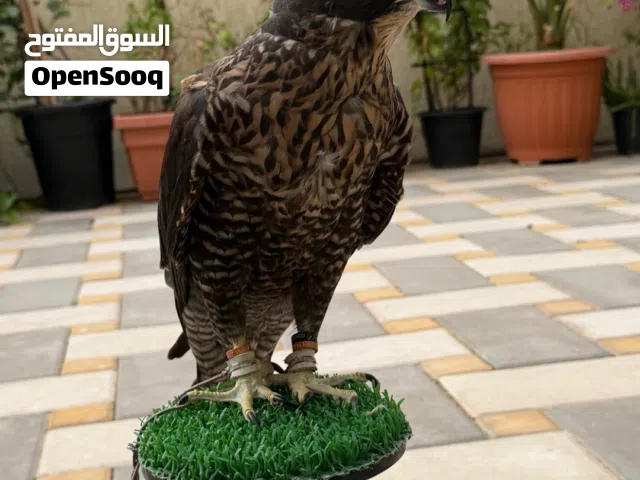 للبيع جير تبع