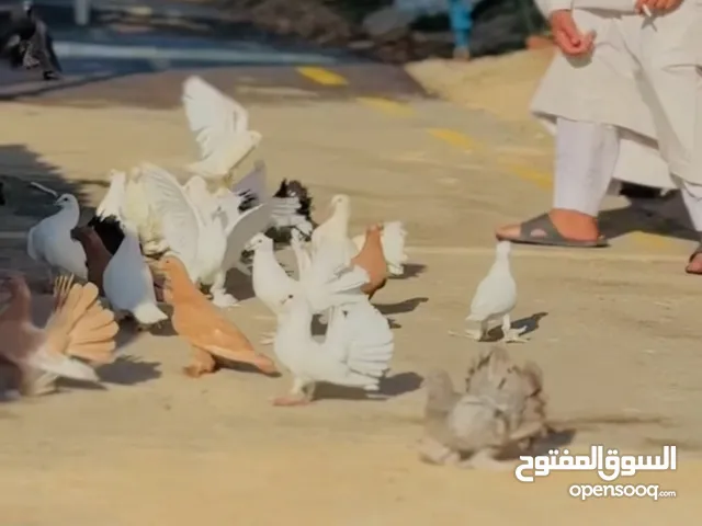 جمام هــزاز ومكـاوي ما يقـارب 16جـوز جواز وفراخ كبيـره