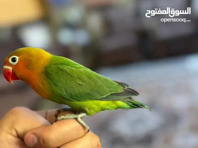 قندورة فحل ليف كلش ويلعب السعر 40