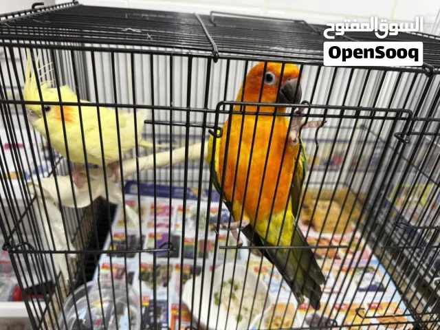 صن كنيور عمر صغير مع طيور البادجي مع البيض مع الاقفاص