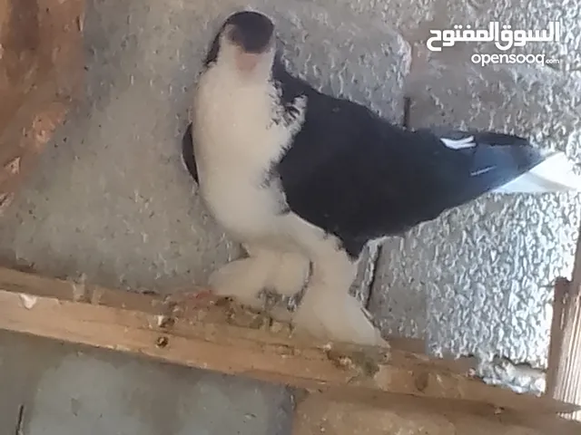 براكت حمام لي البيع مخلط بطريق اصلي ومش اصلي وحصيره وشقلاب المكان زليتن
